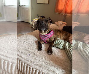Boston Terrier-Unknown Mix Dogs for adoption in Minneapolis, MN, USA
