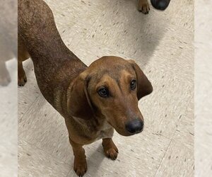 Redbone Coonhound Dogs for adoption in Lucedale, MS, USA