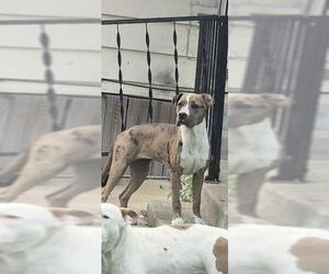 American Staffordshire Terrier Dogs for adoption in San Antonio, TX, USA