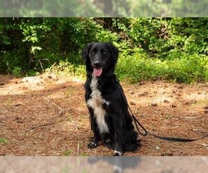 Australian Shepherd-Retriever  Mix Dogs for adoption in Murfreesboro, NC, USA