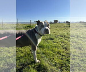 American Pit Bull Terrier-Unknown Mix Dogs for adoption in Chico, CA, USA