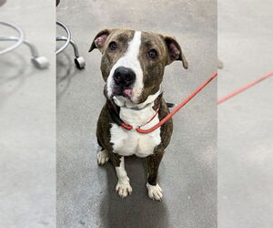 Mutt Dogs for adoption in Forestville, MD, USA