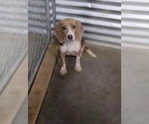 Beagle Dogs for adoption in Bonifay, MO, USA