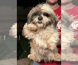 Shih Tzu Dogs for adoption in Studio City, CA, USA