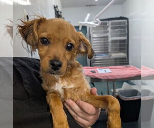 Cavalier King Charles Spaniel-Colonial Cocker Spaniel Mix Dogs for adoption in Chico, CA, USA