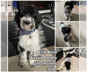 Aussiedoodle Dogs for adoption in Seattle, WA, USA