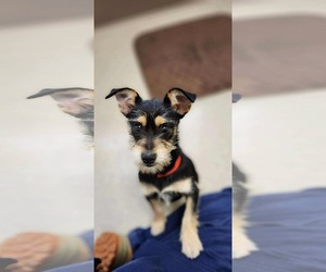 Mutt Dogs for adoption in Woodbury, NY, USA