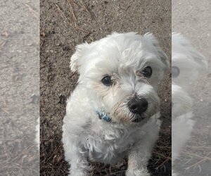 Maltese Dogs for adoption in Spring, TX, USA