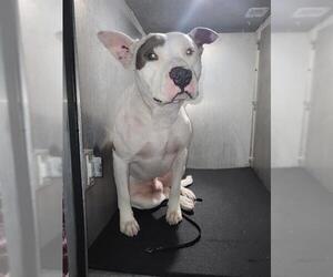 American Staffordshire Terrier-Unknown Mix Dogs for adoption in San Antonio, TX, USA