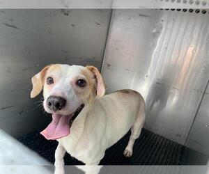 Chihuahua-Unknown Mix Dogs for adoption in Corpus Christi, TX, USA