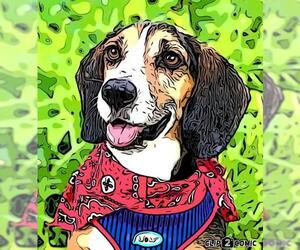 Beagle Dogs for adoption in Waco, TX, USA