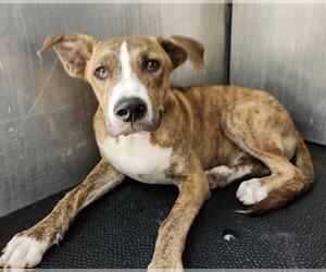 American Staffordshire Terrier-Unknown Mix Dogs for adoption in San Antonio, TX, USA