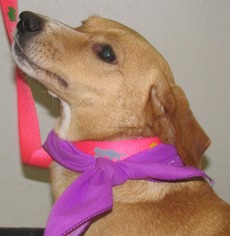 Doxle Dogs for adoption in Conroe, TX, USA