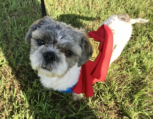 Medium Photo #1 Shih Tzu Puppy For Sale in Texarkana, TX, USA
