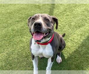 American Pit Bull Terrier-Unknown Mix Dogs for adoption in Orange, CA, USA