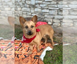 Mutt Dogs for adoption in FRAMINGHAM, MA, USA