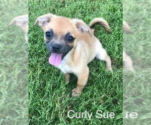 Chug Dogs for adoption in Longview, TX, USA