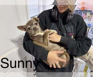 Chihuahua-Unknown Mix Dogs for adoption in New London, WI, USA