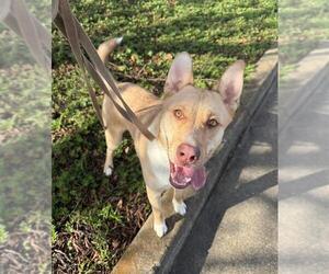 Siberian Husky-Unknown Mix Dogs for adoption in Elk Grove, CA, USA