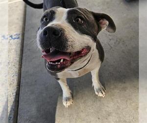 American Pit Bull Terrier Dogs for adoption in Bakersfield, CA, USA