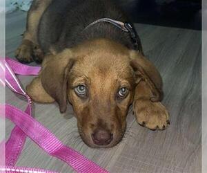 Labrador Retriever-Unknown Mix Dogs for adoption in San Antonio, TX, USA