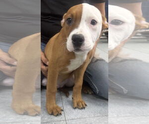 Mutt Dogs for adoption in Royal Palm Beach, FL, USA
