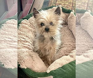 Mutt Dogs for adoption in Santa Clarita, CA, USA