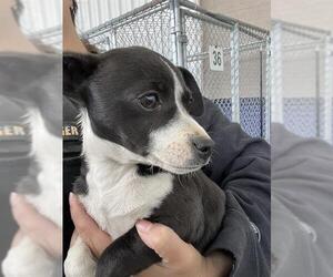 Chihuahua Dogs for adoption in Bakersfield, CA, USA