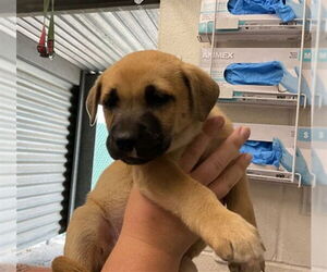 German Shepherd Dog-Unknown Mix Dogs for adoption in San Bernardino, CA, USA