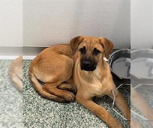 Labrador Retriever Dogs for adoption in Salisbury, NC, USA