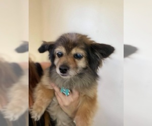 Pomeranian-Unknown Mix Dogs for adoption in Redding, CA, USA