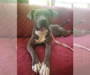 American Pit Bull Terrier-Unknown Mix Dogs for adoption in Silver Spring, MD, USA