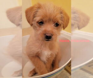 Cairn Terrier-Feist Terrier Mix Dogs for adoption in Aurora, IN, USA