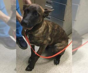 Mutt Dogs for adoption in Riverside, CA, USA