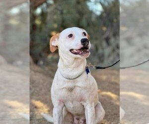 Jack Russell Terrier-Whippet Mix Dogs for adoption in Seal Beach , CA, USA