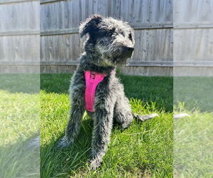 Mutt Dogs for adoption in Mundelein, IL, USA