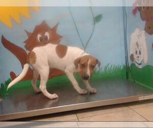 Basenji Dogs for adoption in Houston, TX, USA