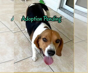 Beagle Dogs for adoption in Dunnellon, FL, USA