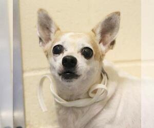 Chihuahua-Unknown Mix Dogs for adoption in San Antonio, TX, USA