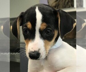 Jack-Rat Terrier Dogs for adoption in Hilton Head, SC, USA