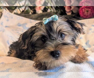 Mutt Dogs for adoption in Bon Carbo, CO, USA