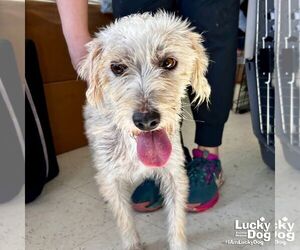 Mutt Dogs for adoption in Washington, DC, USA