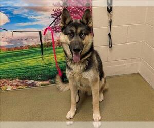 German Shepherd Dog-Siberian Husky Mix Dogs for adoption in Moreno Valley, CA, USA