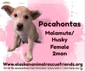 Alusky Dogs for adoption in Anchorage, AK, USA