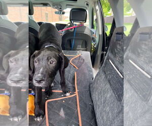 Great Dane-Unknown Mix Dogs for adoption in Bullard, TX, USA