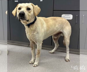 Labrador Retriever-Unknown Mix Dogs for adoption in Washington, DC, USA