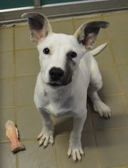 Mutt Dogs for adoption in Bryan, TX, USA