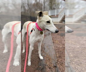Greyhound Dogs for adoption in Cherry Hill, NJ, USA