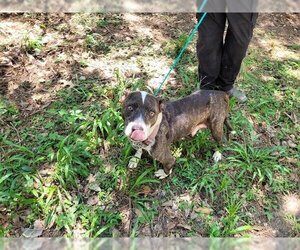 American Staffordshire Terrier Dogs for adoption in Houston, TX, USA