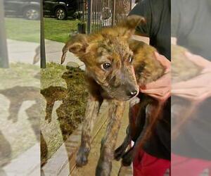 Mutt Dogs for adoption in San Antonio, TX, USA